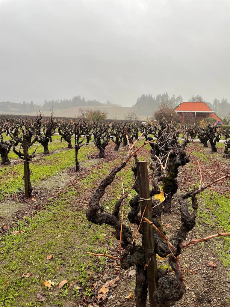 NalleWinery54 768x1024