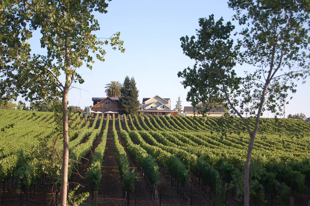 viszlayvineyards108 1024x679