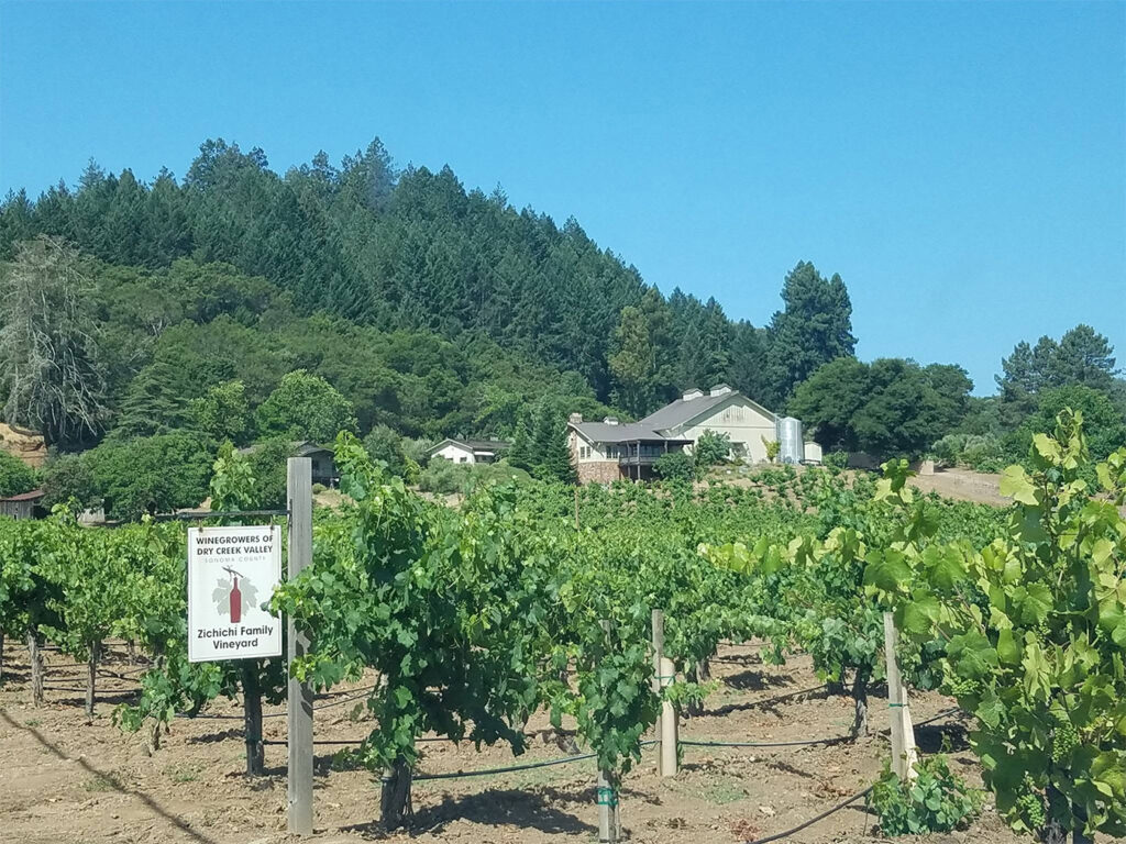 zichichifamilyvineyard15 1024x768