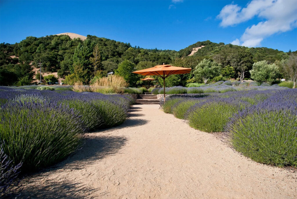 MatanzasCreekWinery76 1024x687