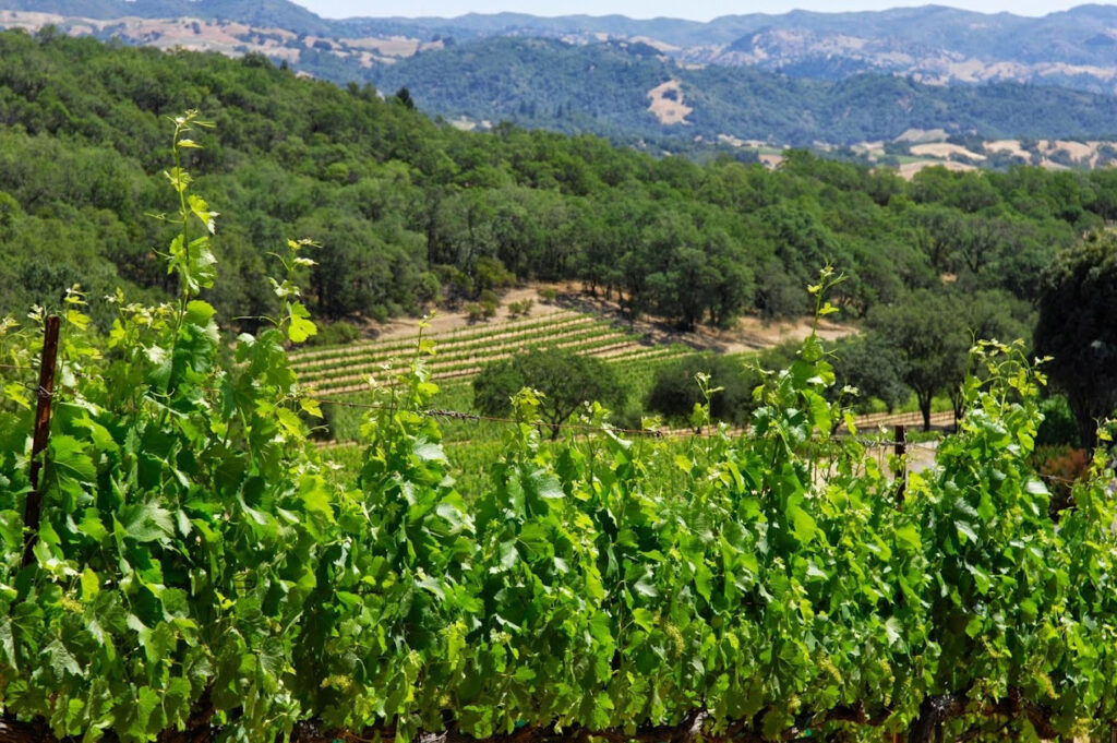 francisfordcoppolawinery7 1024x681
