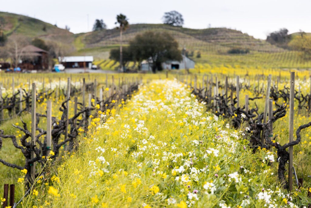 limericklanewines2 1024x685
